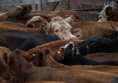 La ganadería atravieza una bonanza en Santa Fe, pero los comerciantes denuncian crisis por la baja del consumo de carne.