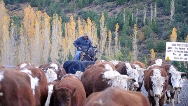crece un conflicto entre nacion y la pampa por la venta de carne en la patagonia