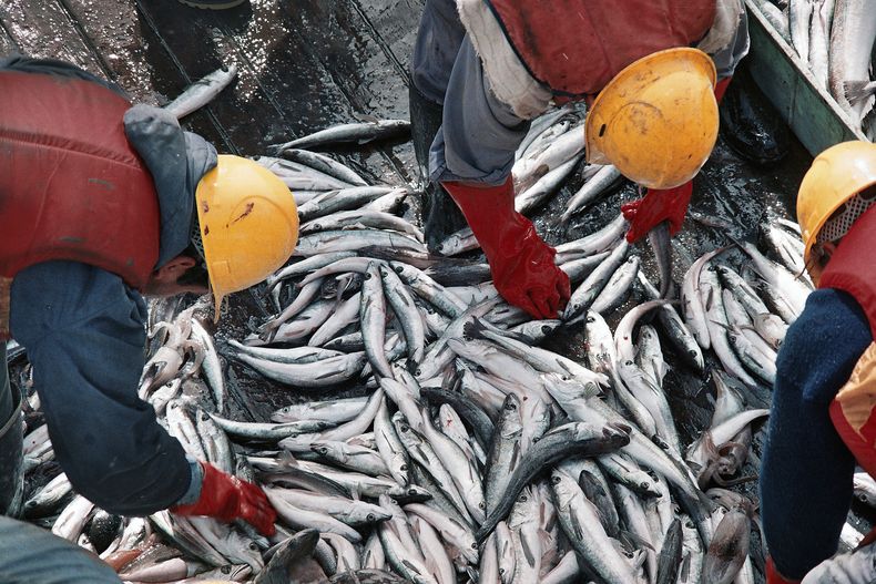 Tierra del Fuego: piden la restricción del permiso a la firma Estremar por la pesca ilegal.