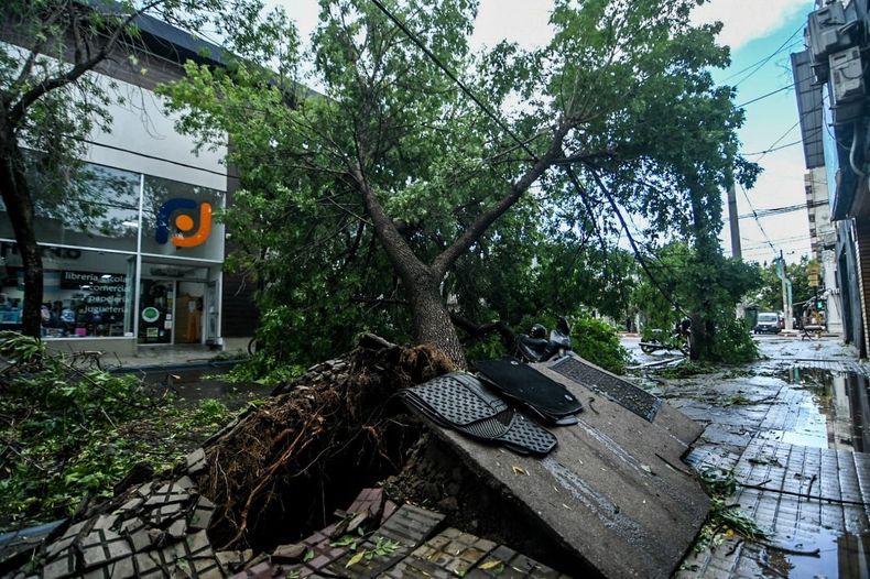La violencia de la tormenta volteó más de 1.000 árboles, la mayoría añosos y portentosos, lo que además obligará a un proceso de refortestación. FOTO: www.radiokermes.com
