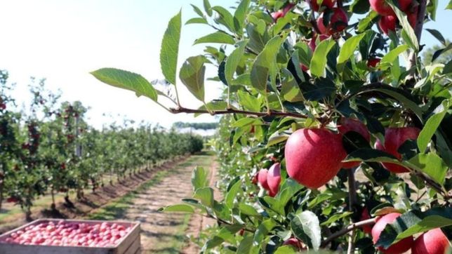 fondagro: la federacion de productores de fruta presentes en otra reunion