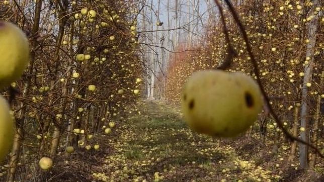 la emergencia fruticola genera reclamos en el valle