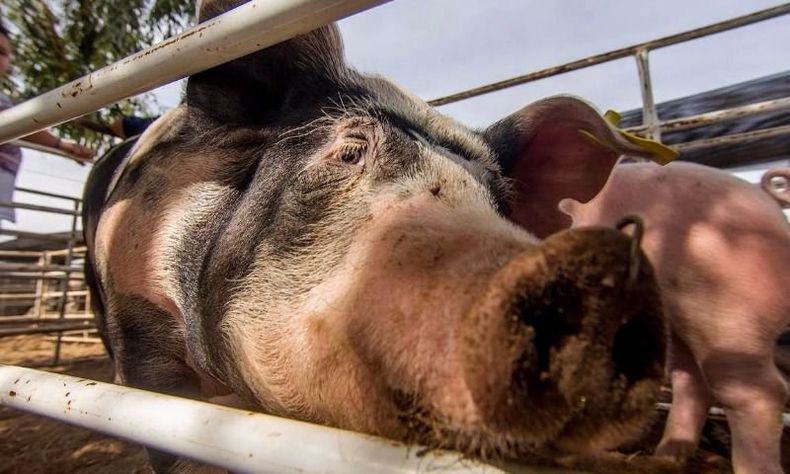 La Guerra del Asado Guerra del Asado Cerdo