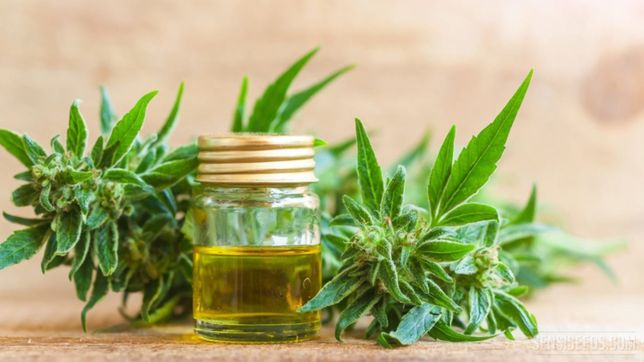 superadas las trabas de bullrich, santa fe prende la industria del cannabis