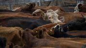 La ganadería atravieza una bonanza en Santa Fe, pero los comerciantes denuncian crisis por la baja del consumo de carne.