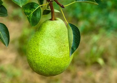 Patagonia: la importación de peras se suma a la guerra de los impuestos y pone en un brete a Pablo Cervi