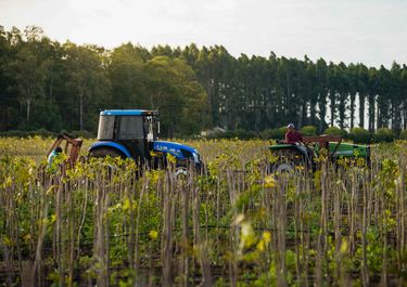 La producción agropecuaria y sus derivados con valor agregado, motor de la producción y desafío de logística en la Región Centro