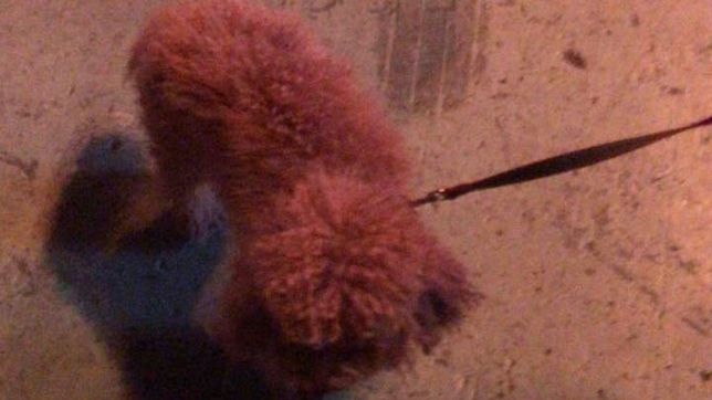 macri cambio a balcarce: un caniche se adueno del bunker de cambiemos
