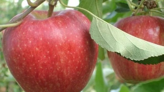 rio negro: contrapunto entre exportadores y el gobierno por la temporada