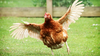 argentina, la gallina que no levanta vuelo