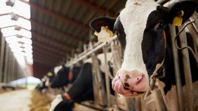 Tamberos le piden a Kicillof que acentúe la compra de leche social