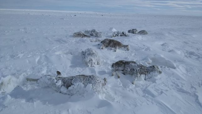 ganaderia en jaque por la nieve: perspectiva critica en plena pandemia